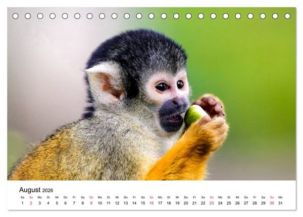 Produktbild: Totenkopfaffen (Tischkalender 2026 DIN A5 quer), CALVENDO Monatskalender