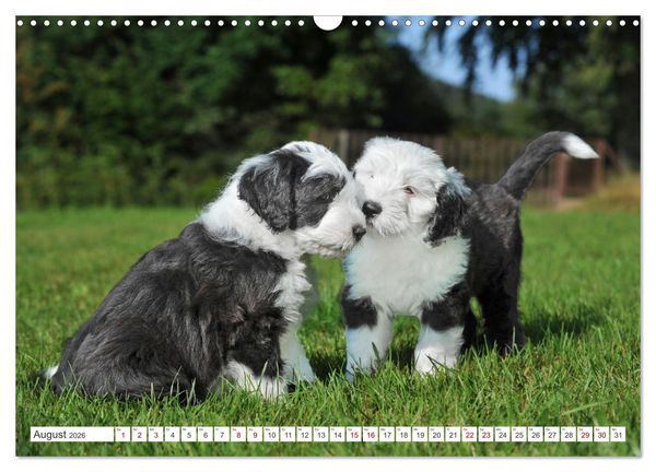 Produktbild: In der Kinderstube bei Familie Bobtail (Wandkalender 2026 DIN A3 quer), CALVENDO Monatskalender