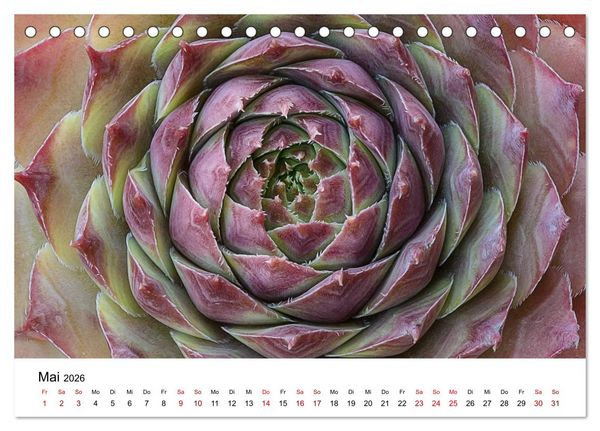 Produktbild: Sukkulenten Galerie (Tischkalender 2026 DIN A5 quer), CALVENDO Monatskalender