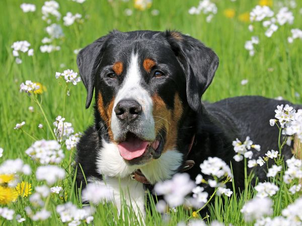 Produktbild: CALVENDO Puzzle Gro&szlig;er Schweizer Sennenhund auf der Blumenwiese 1000 Teile Lege-Gr&ouml;&szlig;e 64 x 48 cm Foto-Puzzle Bild von SchnelleWelten