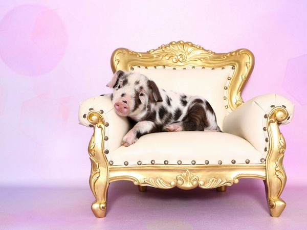 Produktbild: CALVENDO Puzzle Turopolje Ferkel / Turopolje Piglet 1000 Teile Lege-Gr&ouml;&szlig;e 64 x 48 cm Foto-Puzzle Bild von Jeanette Hutfluss