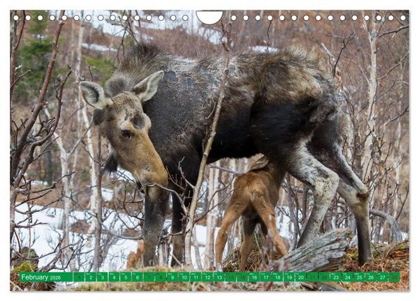 Produktbild: FIRST STEPS FOR BABY MOOSE (Wall Calendar 2026 DIN A4 landscape), CALVENDO 12 Month Wall Calendar