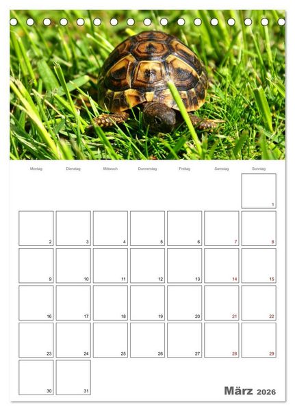Produktbild: Langsame Schildkr&ouml;ten (Tischkalender 2026 DIN A5 hoch), CALVENDO Monatskalender