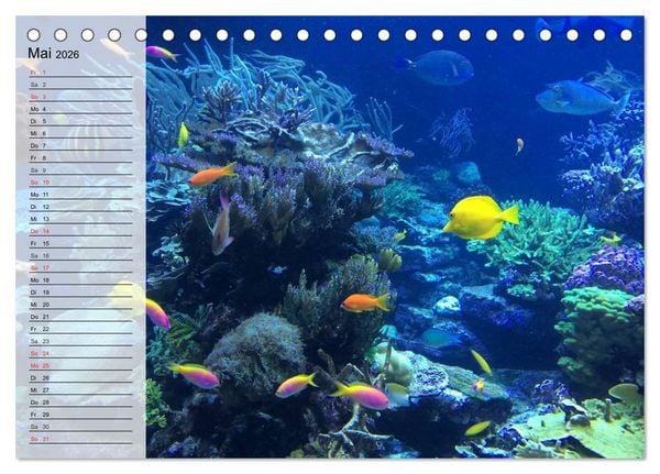 Produktbild: Paradiese im ewigen Blau. Die bunte Unterwasserwelt (Tischkalender 2026 DIN A5 quer), CALVENDO Monatskalender