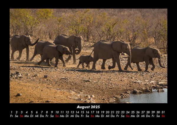 Produktbild: Der Elefantenkalender 2025 Fotokalender DIN A3