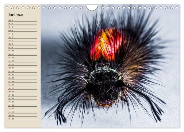 Produktbild: Raupen. Skurrile Verwandlungsk&uuml;nstler (Wandkalender 2026 DIN A4 quer), CALVENDO Monatskalender