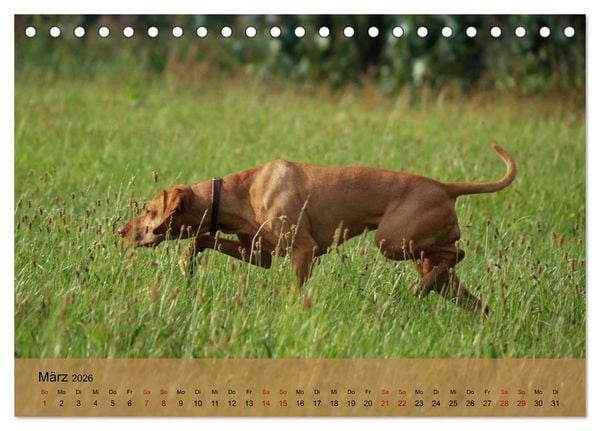 Produktbild: Magyar Vizsla - Ungarischer Vorstehhund (Tischkalender 2026 DIN A5 quer), CALVENDO Monatskalender
