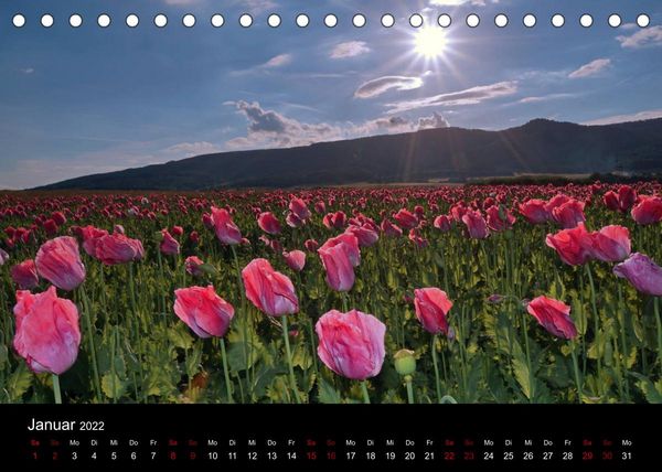 Produktbild: Mohnbl&uuml;te in Germerode (Tischkalender 2022 DIN A5 quer)