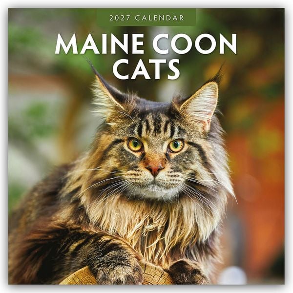 Produktbild: Maine Coon Cats &ndash; Maine Coon Katzen 2027 &ndash; 16-Monatskalender