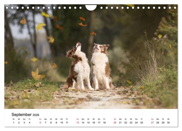 Produktbild: Border Collie - Bunt und clever! (Wandkalender 2026 DIN A4 quer), CALVENDO Monatskalender