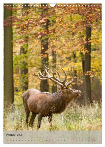 Produktbild: Emotionale Momente: Hirschbrunft (Wandkalender 2026 DIN A3 hoch), CALVENDO Monatskalender