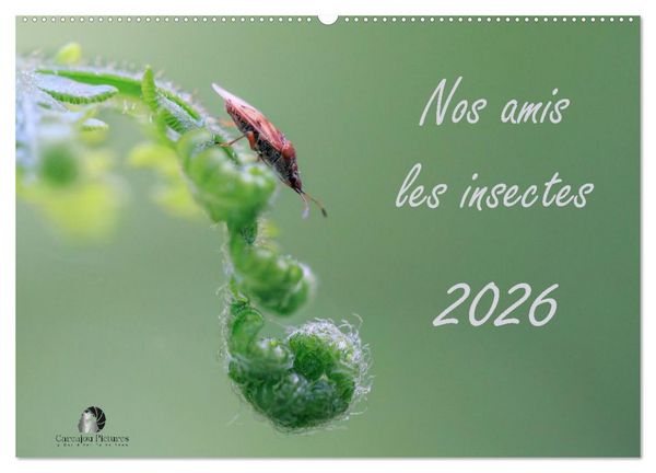 Produktbild: Nos amis les insectes (Calendrier mural 2026 DIN A2 vertical), CALVENDO calendrier mensuel