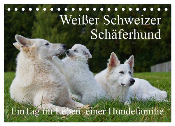 Weißer Schweizer Schäferhund - Ein Tag im Leben einer Hundefamilie (Tischkalender 2026 DIN A5 quer), CALVENDO Monatskalender