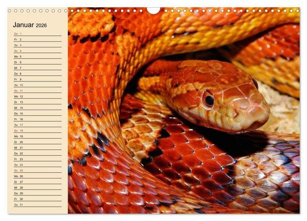 Produktbild: Reptilien. Schlangen, Echsen und Co. (Wandkalender 2026 DIN A3 quer), CALVENDO Monatskalender