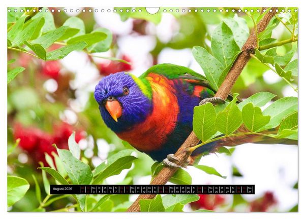 Produktbild: Faszination Australien - Welt der V&ouml;gel (Wandkalender 2026 DIN A3 quer), CALVENDO Monatskalender