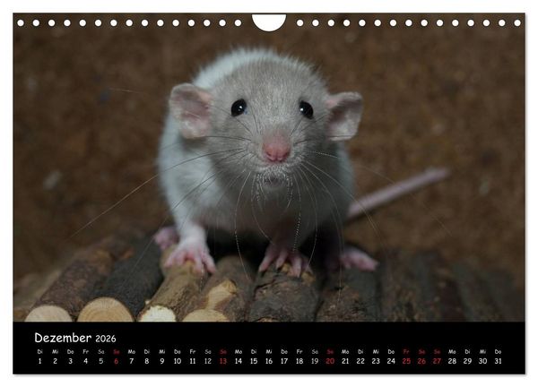 Produktbild: Fellnasen. Die bunte Welt der Farbratten. (Wandkalender 2026 DIN A4 quer), CALVENDO Monatskalender