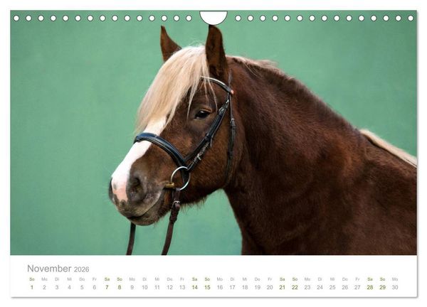Produktbild: Faszination und Vielfalt - Schwarzw&auml;lder Kaltblut (Wandkalender 2026 DIN A4 quer), CALVENDO Monatskalender