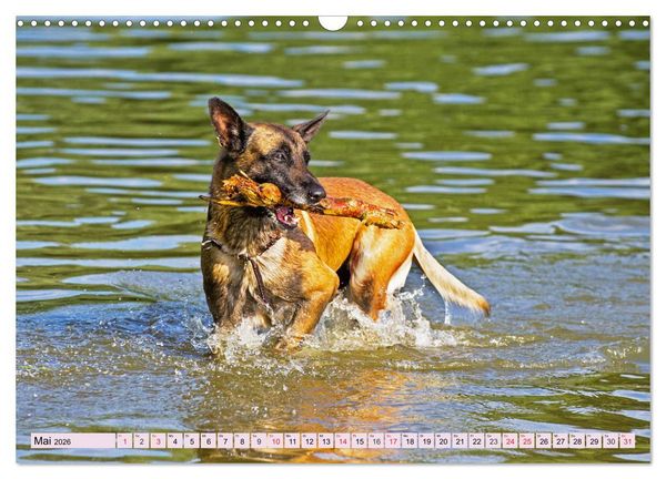 Produktbild: Freund und Besch&uuml;tzer - Der Malinois (Wandkalender 2026 DIN A3 quer), CALVENDO Monatskalender