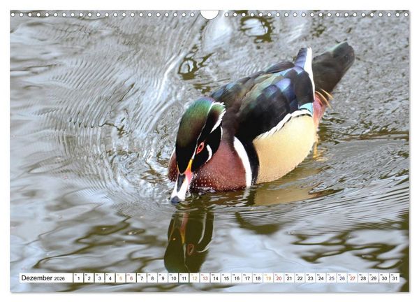 Produktbild: Mandarinenten, ein Farbtupfer auf allen Gew&auml;ssern. (Wandkalender 2026 DIN A3 quer), CALVENDO Monatskalender
