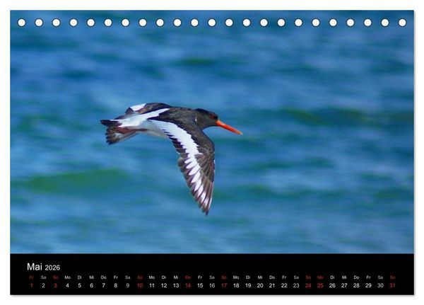 Produktbild: An der Nordsee (Tischkalender 2026 DIN A5 quer), CALVENDO Monatskalender