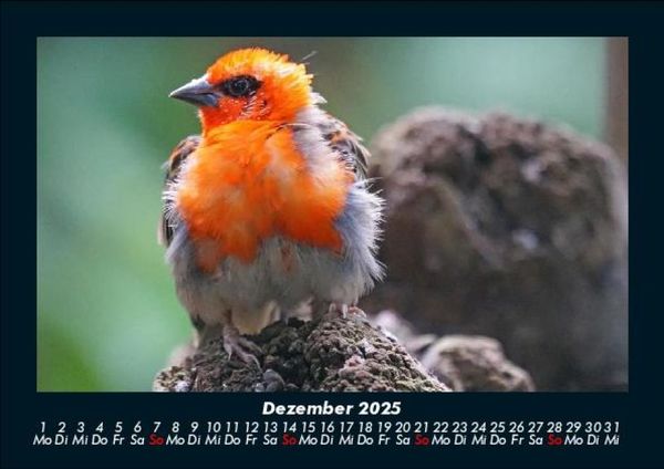 Produktbild: Vogelparadies 2025 Fotokalender DIN A5