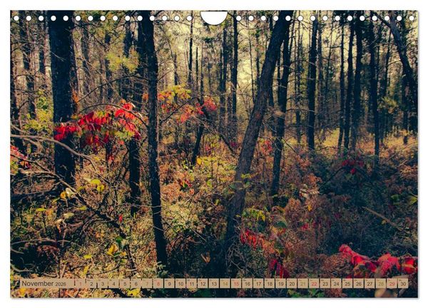 Produktbild: Wildwuchs 2026 (Wandkalender 2026 DIN A4 quer), CALVENDO Monatskalender