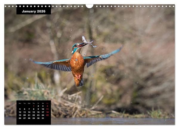 Produktbild: Beautiful birds THE KINGFISHER (Wall Calendar 2026 DIN A3 landscape), CALVENDO 12 Month Wall Calendar