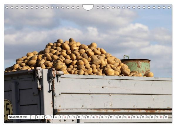 Produktbild: Kartoffel-Ernte - hautnah erleben (Wandkalender 2026 DIN A4 quer), CALVENDO Monatskalender