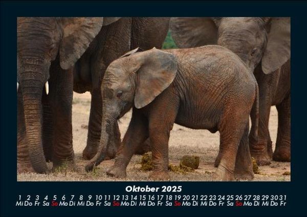 Produktbild: Der Tierkalender 2025 Fotokalender DIN A5