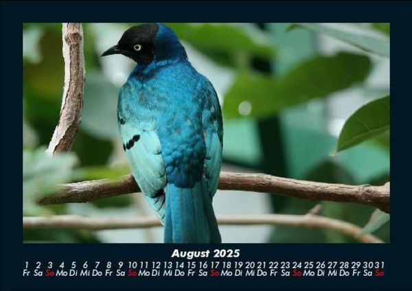 Produktbild: Welt der V&ouml;gel 2025 Fotokalender DIN A5