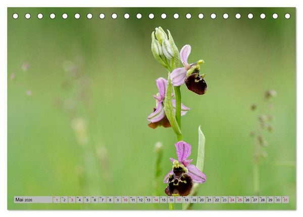 Produktbild: Orchideenwiese 2026 (Tischkalender 2026 DIN A5 quer), CALVENDO Monatskalender