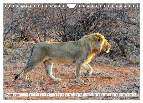 Produktbild: S&uuml;dafrika / Landschaften & Tiere / Christian Heeb (Wandkalender 2026 DIN A4 quer), CALVENDO Monatskalender