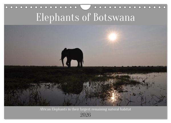 Produktbild: Elephants of Botswana (Wall Calendar 2026 DIN A4 landscape), CALVENDO 12 Month Wall Calendar