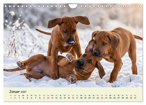 Produktbild: Rhodesian Ridgeback - Welpenzauber (Wandkalender 2027 DIN A4 quer), CALVENDO Monatskalender