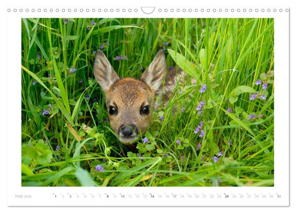 Produktbild: Un an avec des chevreuils (Calendrier mural 2026 DIN A3 vertical), CALVENDO calendrier mensuel
