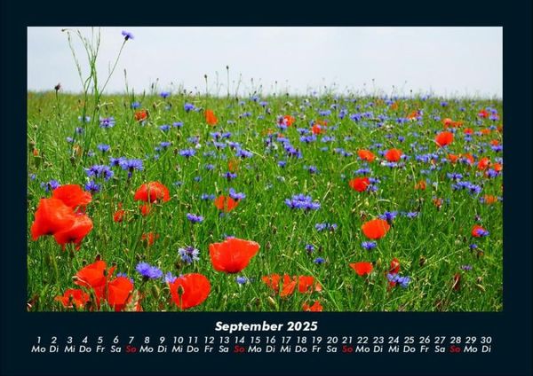 Produktbild: Pflanzen und Bl&uuml;ten 2025 Fotokalender DIN A4