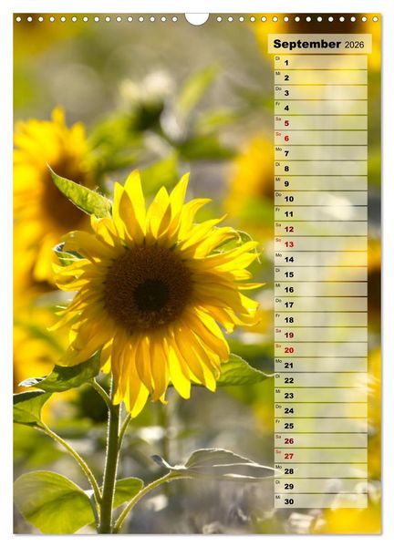 Produktbild: Leuchtende Sonnenblumen, sonnige Aussichten das ganze Jahr (Wandkalender 2026 DIN A3 hoch), CALVENDO Monatskalender