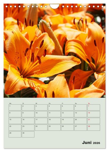 Produktbild: Lilien im Garten (Wandkalender 2026 DIN A4 hoch), CALVENDO Monatskalender