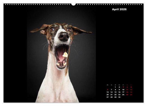 Produktbild: Die Stimme der Windhunde (hochwertiger Premium Wandkalender 2026 DIN A2 quer), Kunstdruck in Hochglanz