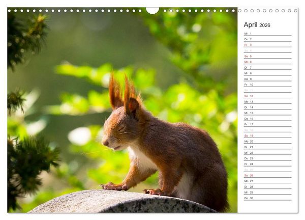 Produktbild: Eichh&ouml;rnchen (Wandkalender 2026 DIN A3 quer), CALVENDO Monatskalender