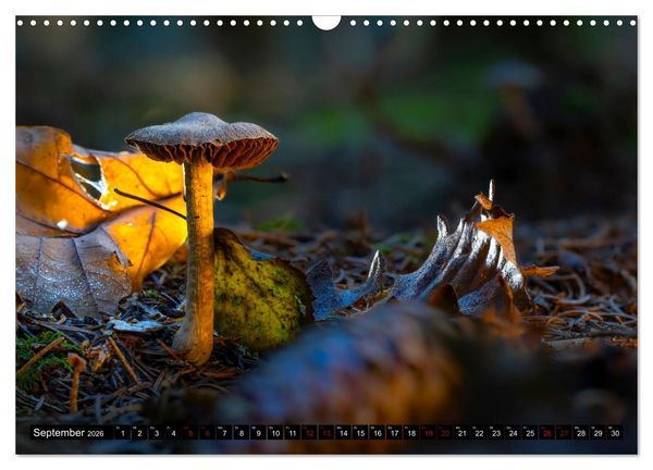 Produktbild: Wilde Pilze: Ein Kalender f&uuml;r Naturbegeisterte (Wandkalender 2026 DIN A3 quer), CALVENDO Monatskalender