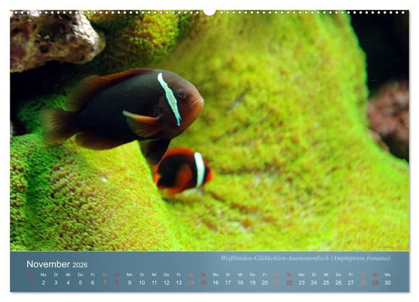 Produktbild: Bunte Riffbewohner - Fische, Anemonen und noch viel mehr (hochwertiger Premium Wandkalender 2026 DIN A2 quer), Kunstdruck in Hochglanz
