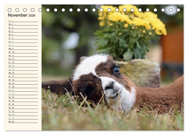 Produktbild: Alpakas im Blumenzauber (Tischkalender 2026 DIN A5 quer), CALVENDO Monatskalender
