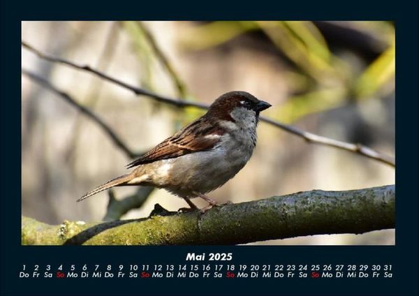 Produktbild: Vogelparadies 2025 Fotokalender DIN A4