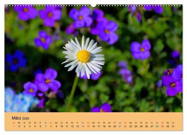 Produktbild: Wildblumen 2026 (hochwertiger Premium Wandkalender 2026 DIN A2 quer), Kunstdruck in Hochglanz