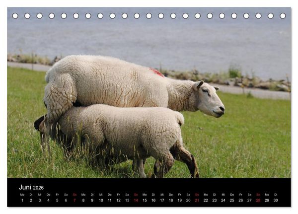 Produktbild: Schafe in Dithmarschen (Tischkalender 2026 DIN A5 quer), CALVENDO Monatskalender