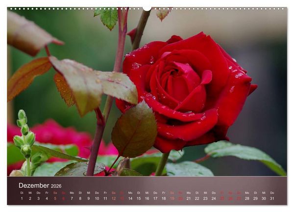 Produktbild: Zarte Sch&ouml;nheiten - Rosen (hochwertiger Premium Wandkalender 2026 DIN A2 quer), Kunstdruck in Hochglanz