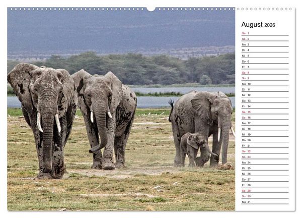 Produktbild: Elefanten . Wildlife in Kenia (Wandkalender 2026 DIN A2 quer), CALVENDO Monatskalender
