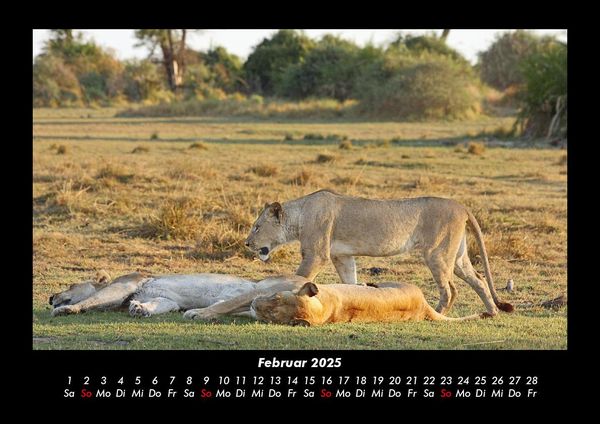 Produktbild: L&ouml;wen in der Wildnis 2025 Fotokalender DIN A3