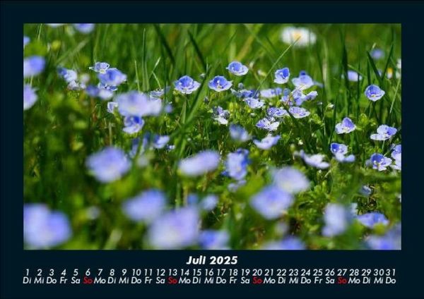Produktbild: Pflanzen und Bl&uuml;ten 2025 Fotokalender DIN A5